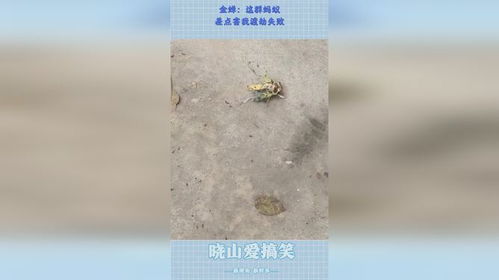 金蟬渡劫記 那群螞蟻，差點讓我功虧一簣