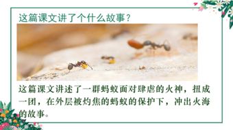 生命的壯歌 螞蟻群