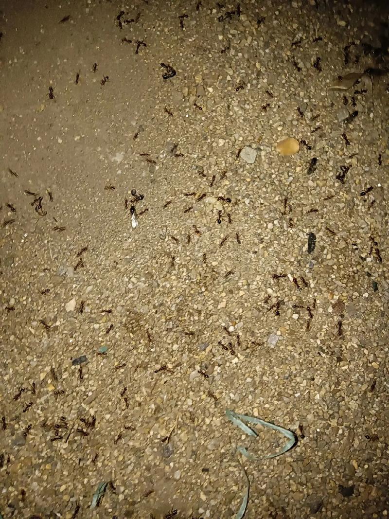遺憾的涼夜 一個踩螞蟻窩的夜晚